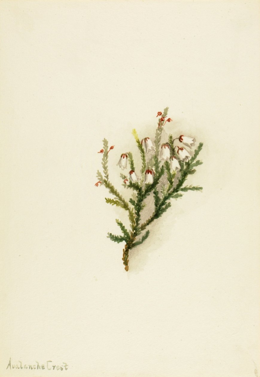 Cassiope Cassiope mertensiana, ca. 1900-1905 von Mary Vaux Walcott