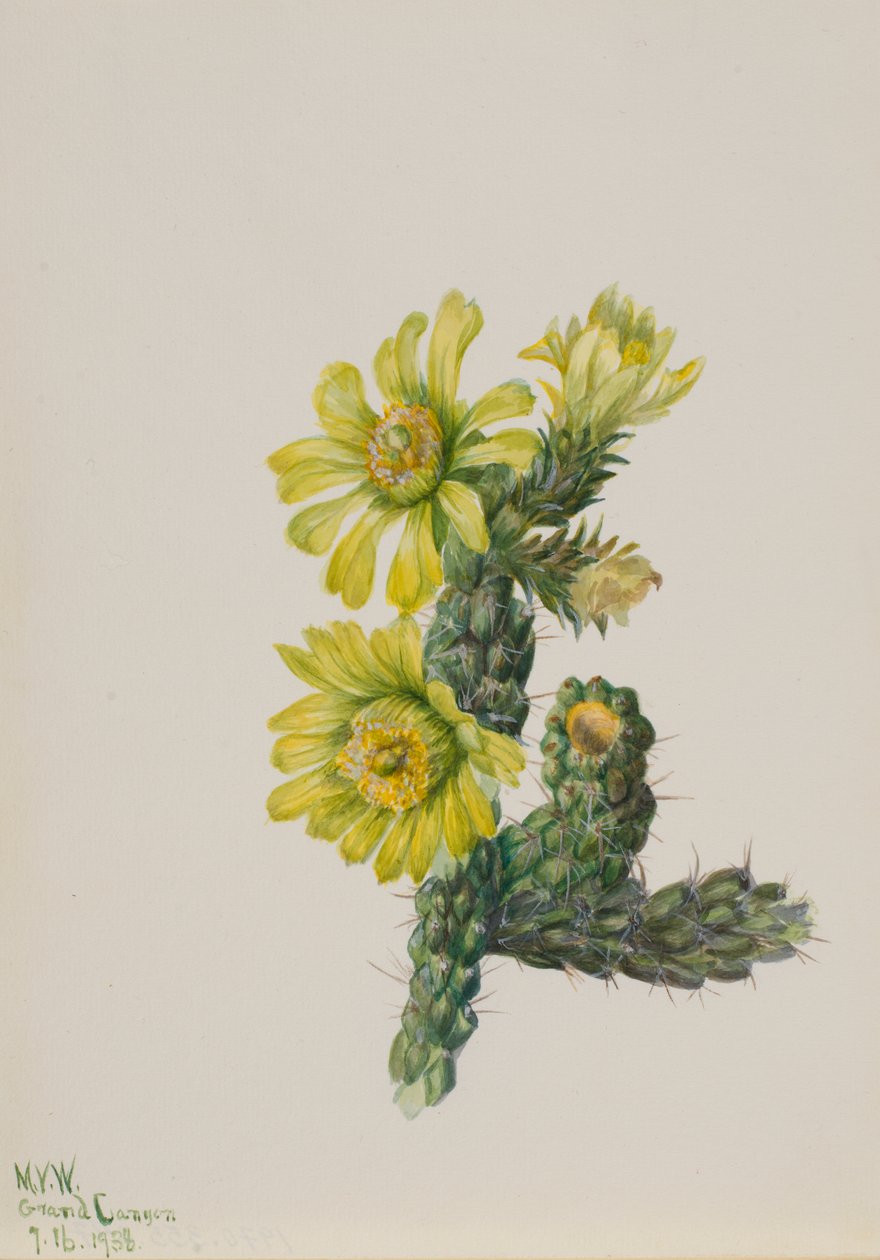 Cholla Opuntia whipplei, 1938 von Mary Vaux Walcott