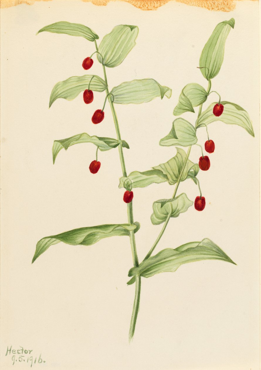 Umfassender Drehwurz (Streptopus amplexifolius) von Mary Vaux Walcott