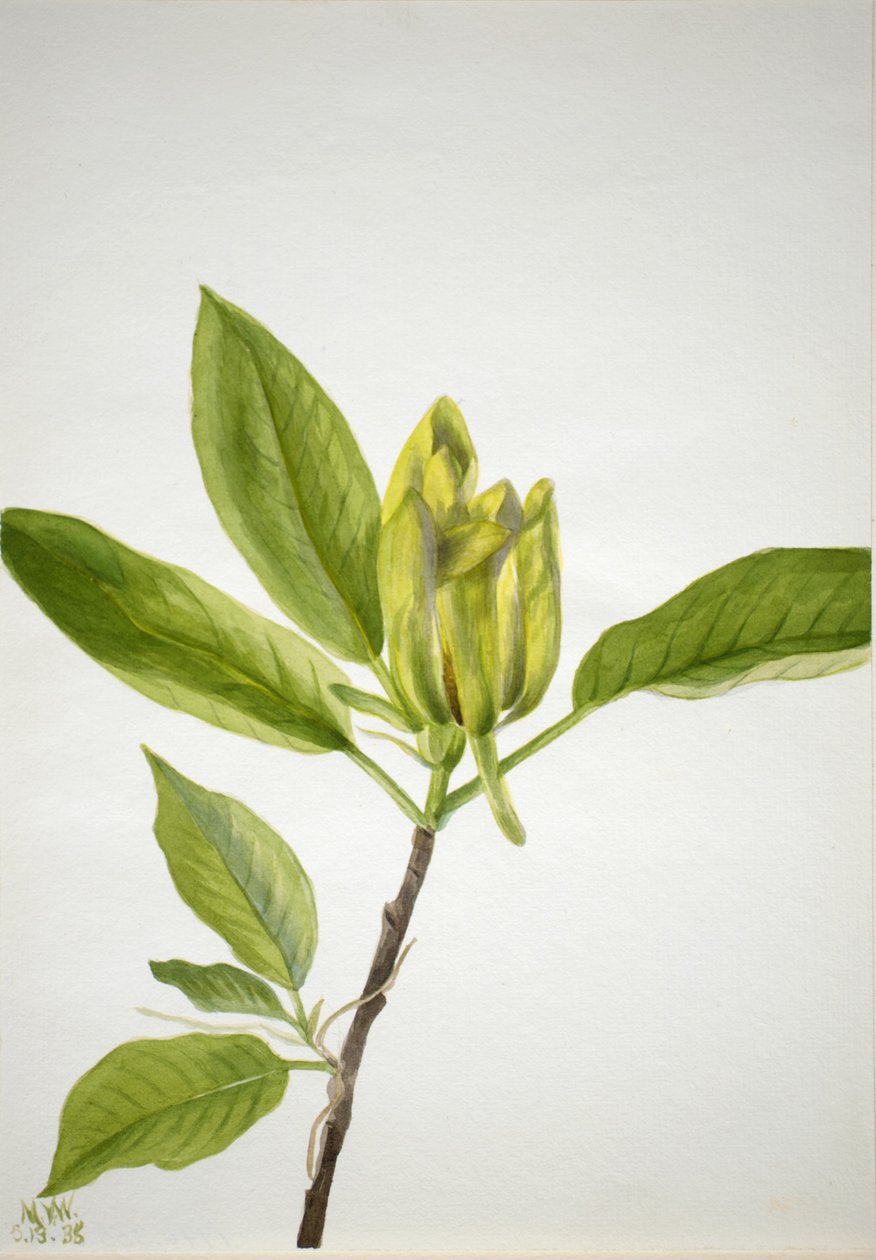 Gurkenbaum (Magnolia scuminata) von Mary Vaux Walcott
