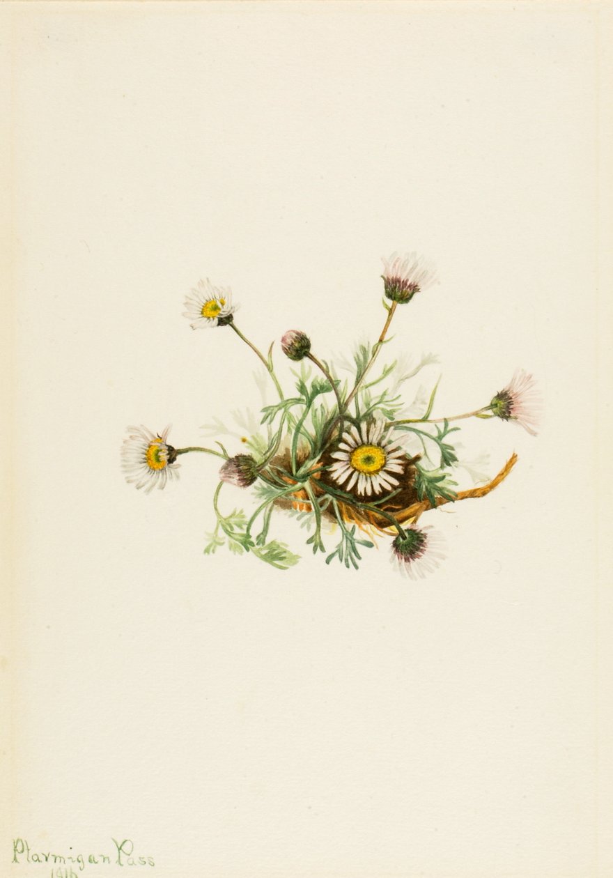 Schlitzblättriges Berufkraut Erigeron compositus, 1916 von Mary Vaux Walcott