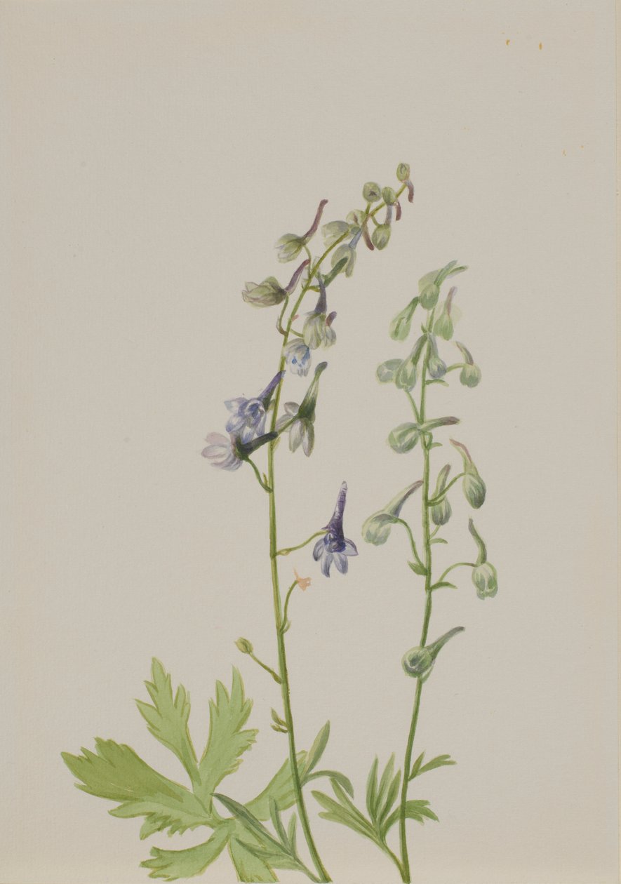 Rittersporn (Delphinium scopulorum) von Mary Vaux Walcott