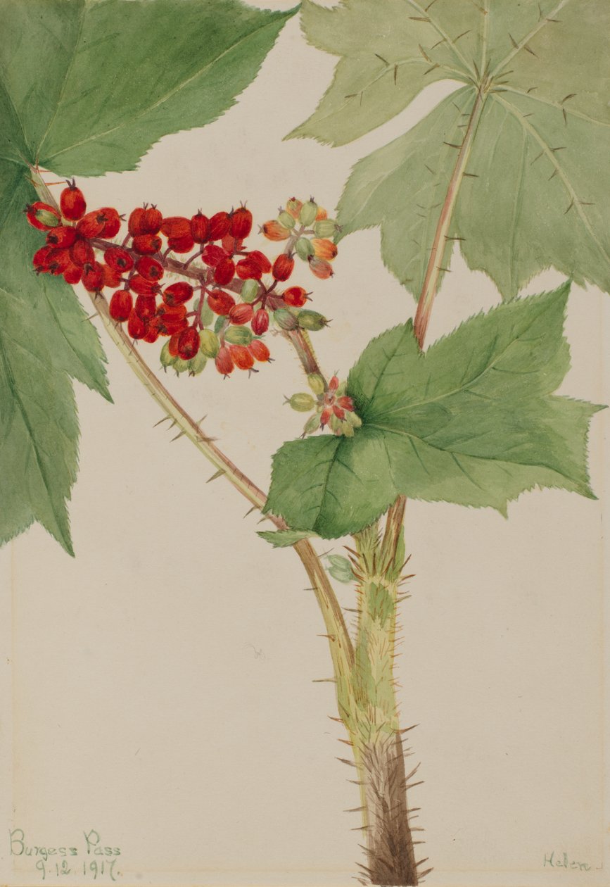 Teufelsklub Echinopanax horridum, 1917 von Mary Vaux Walcott