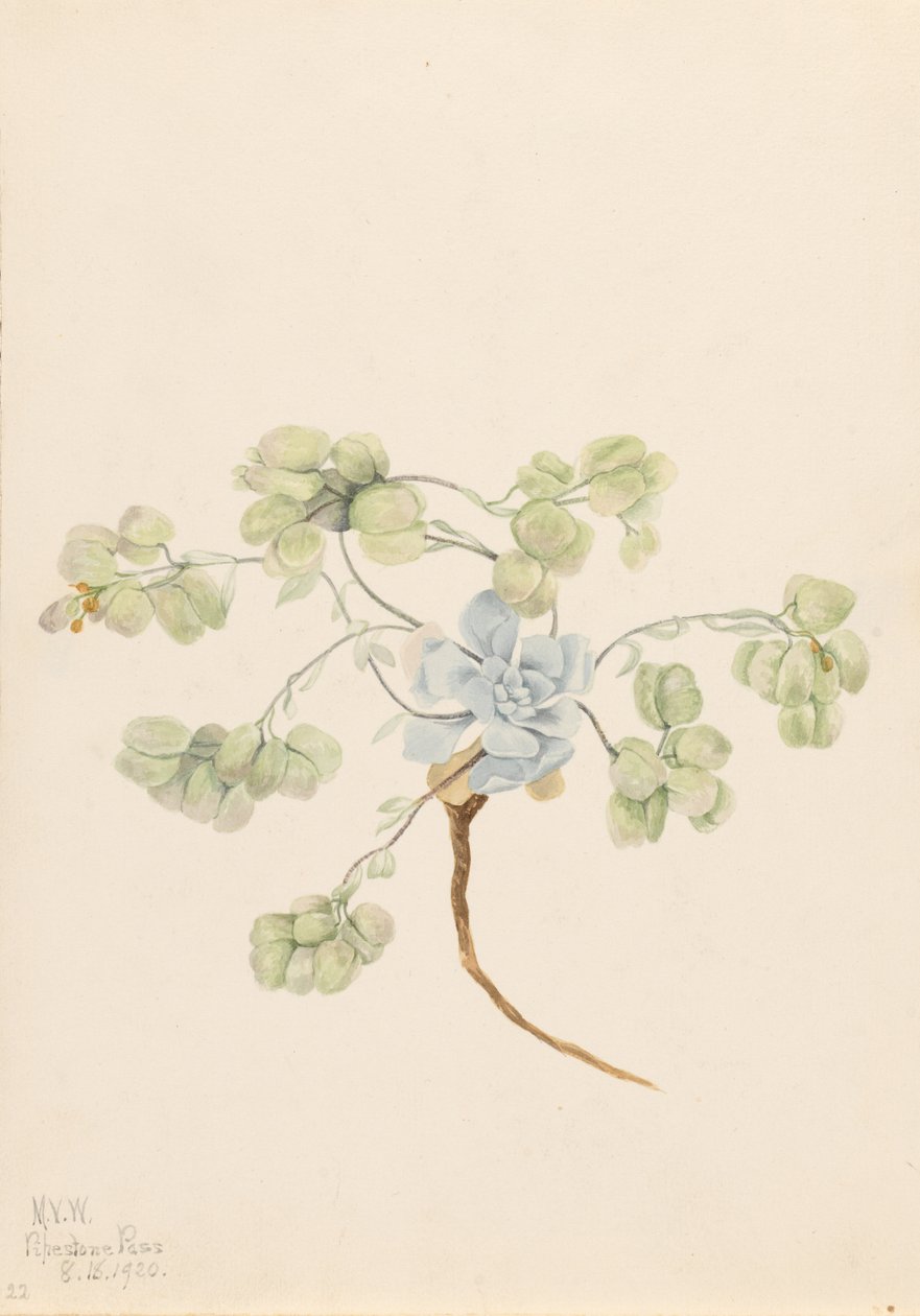 Doppel-Blasenschote (Physaria didymocarpa) von Mary Vaux Walcott