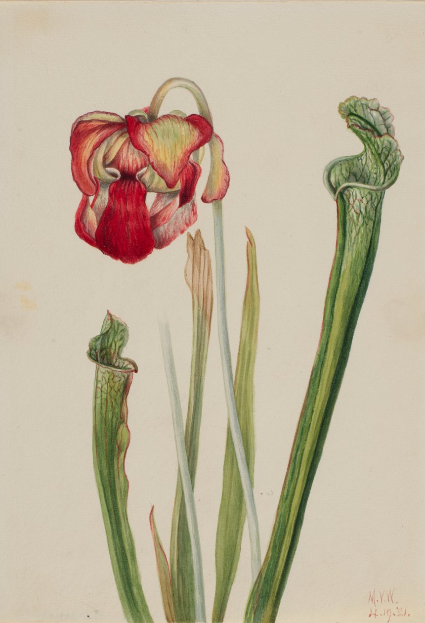 Drummond-Schlauchpflanze (Sarracenia drummondii) von Mary Vaux Walcott