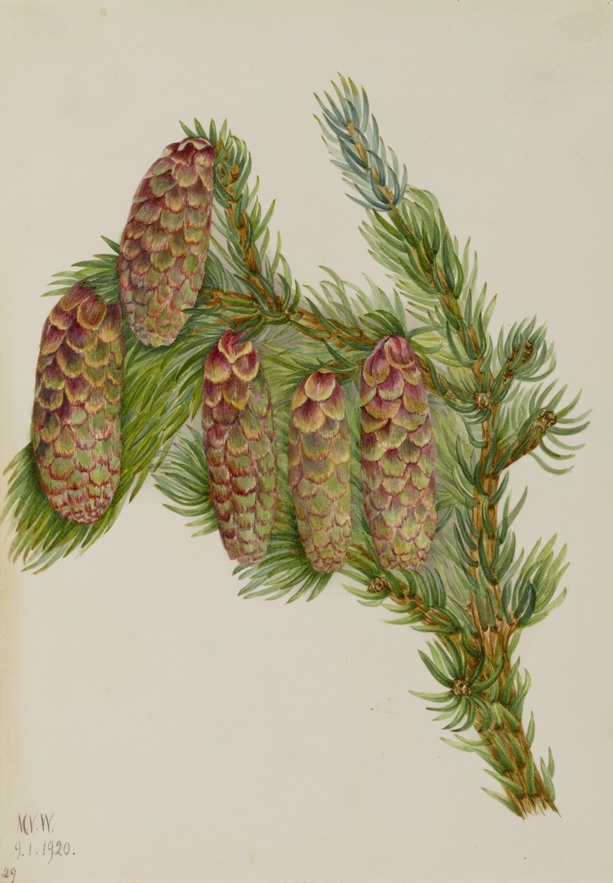 Engelmann-Fichte (Picea engelmanni) von Mary Vaux Walcott