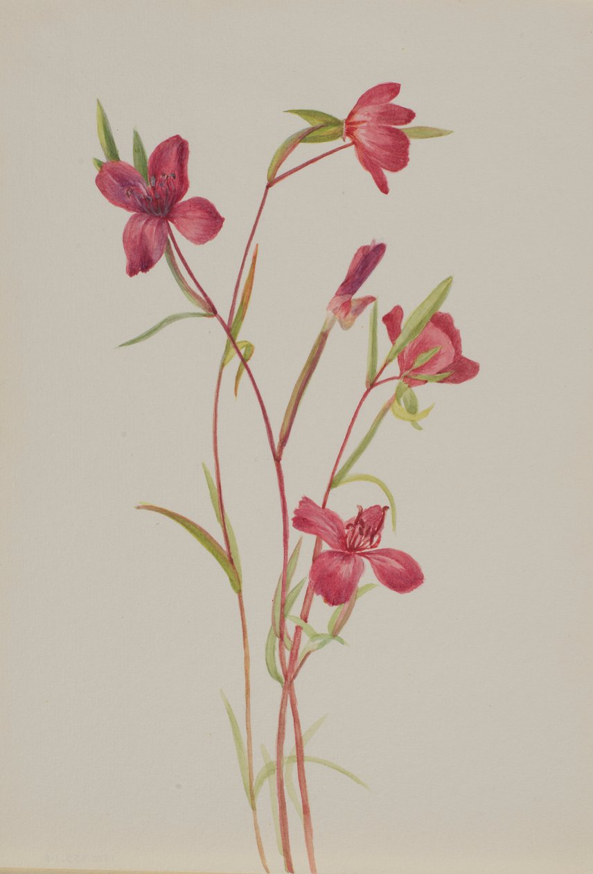 Abschied vom Frühling (Godetia amoena lilja) von Mary Vaux Walcott