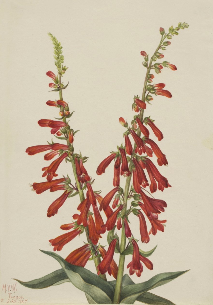Feuer-Penstemon (Pentstemon eatonii) von Mary Vaux Walcott