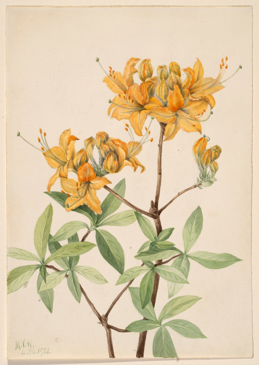 Flammenazalee (Azalea lutea) von Mary Vaux Walcott