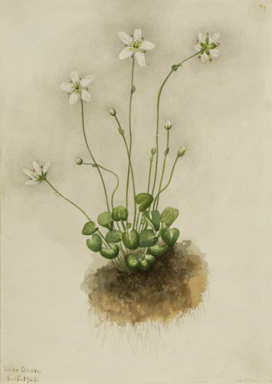 Gefranste Parnassia Parnassia fimbriata, 1905 von Mary Vaux Walcott