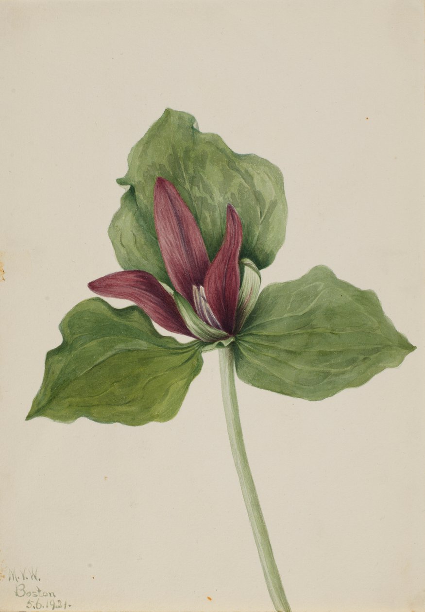Riesen-Trillium (Trillium chloropetalum) von Mary Vaux Walcott
