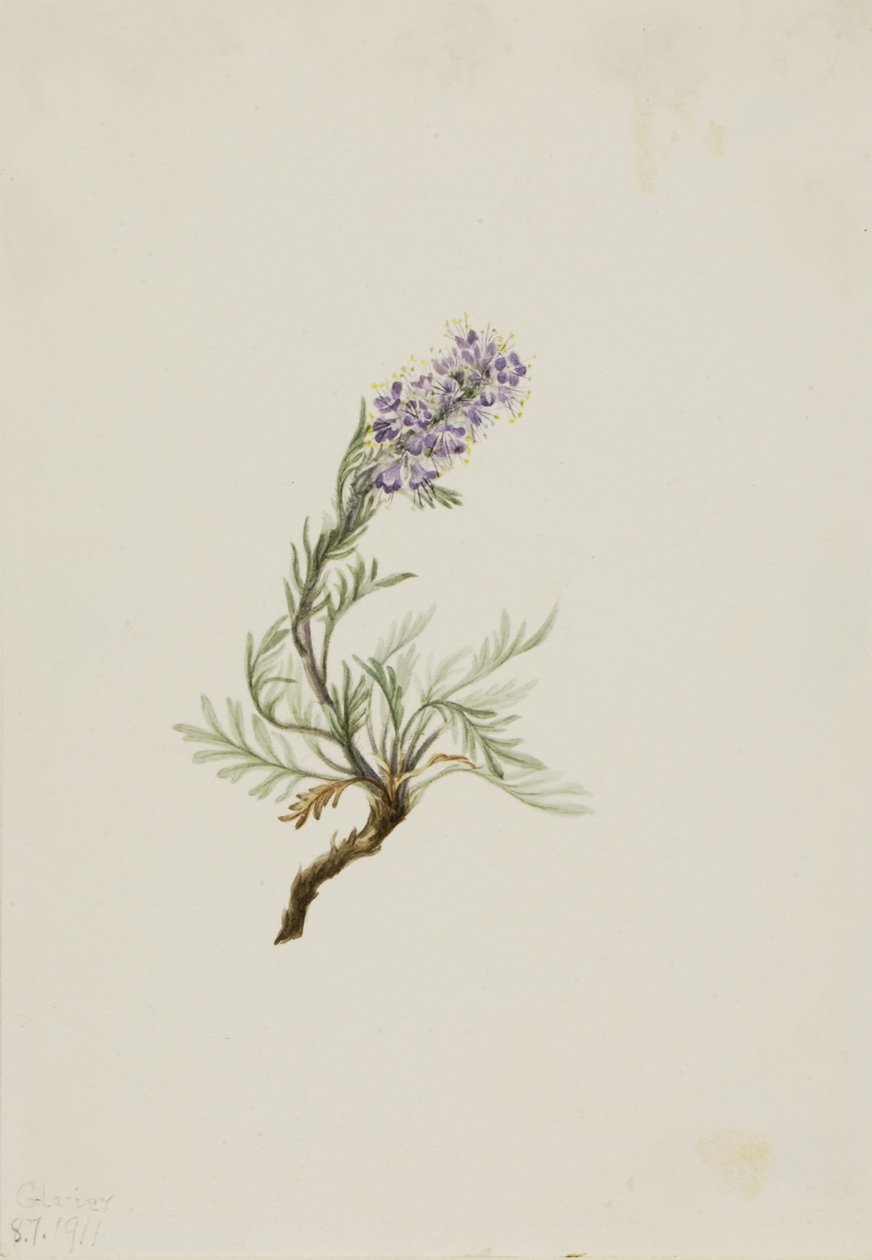 Graue Phacelia (Phacelia sericea) von Mary Vaux Walcott