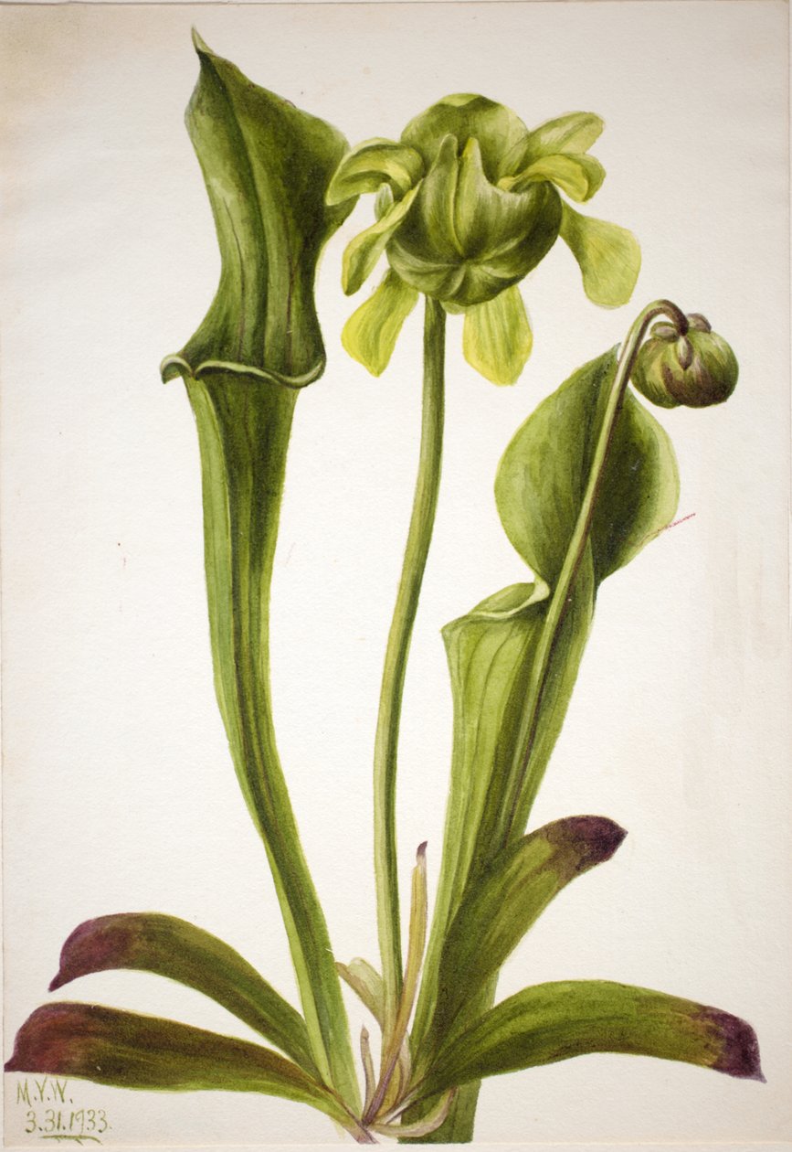 Grüne Kannenpflanze Sarracenia orephila, 1933 von Mary Vaux Walcott