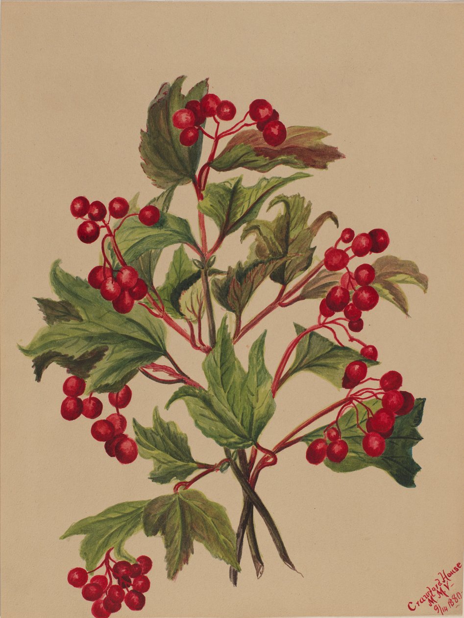 Grouseberry (Viburnum americanum) von Mary Vaux Walcott
