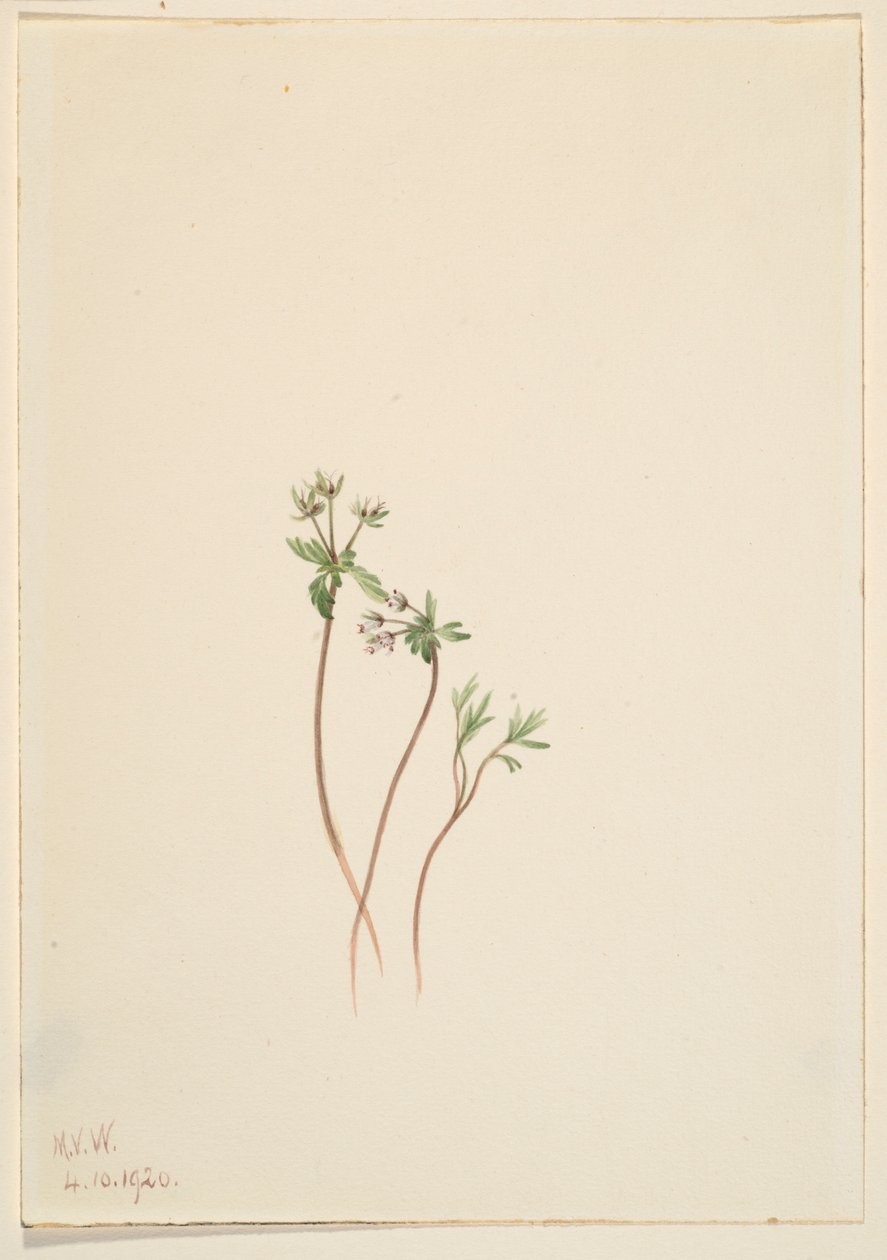 Frühlingsbote (Erigenia bulbosa) von Mary Vaux Walcott