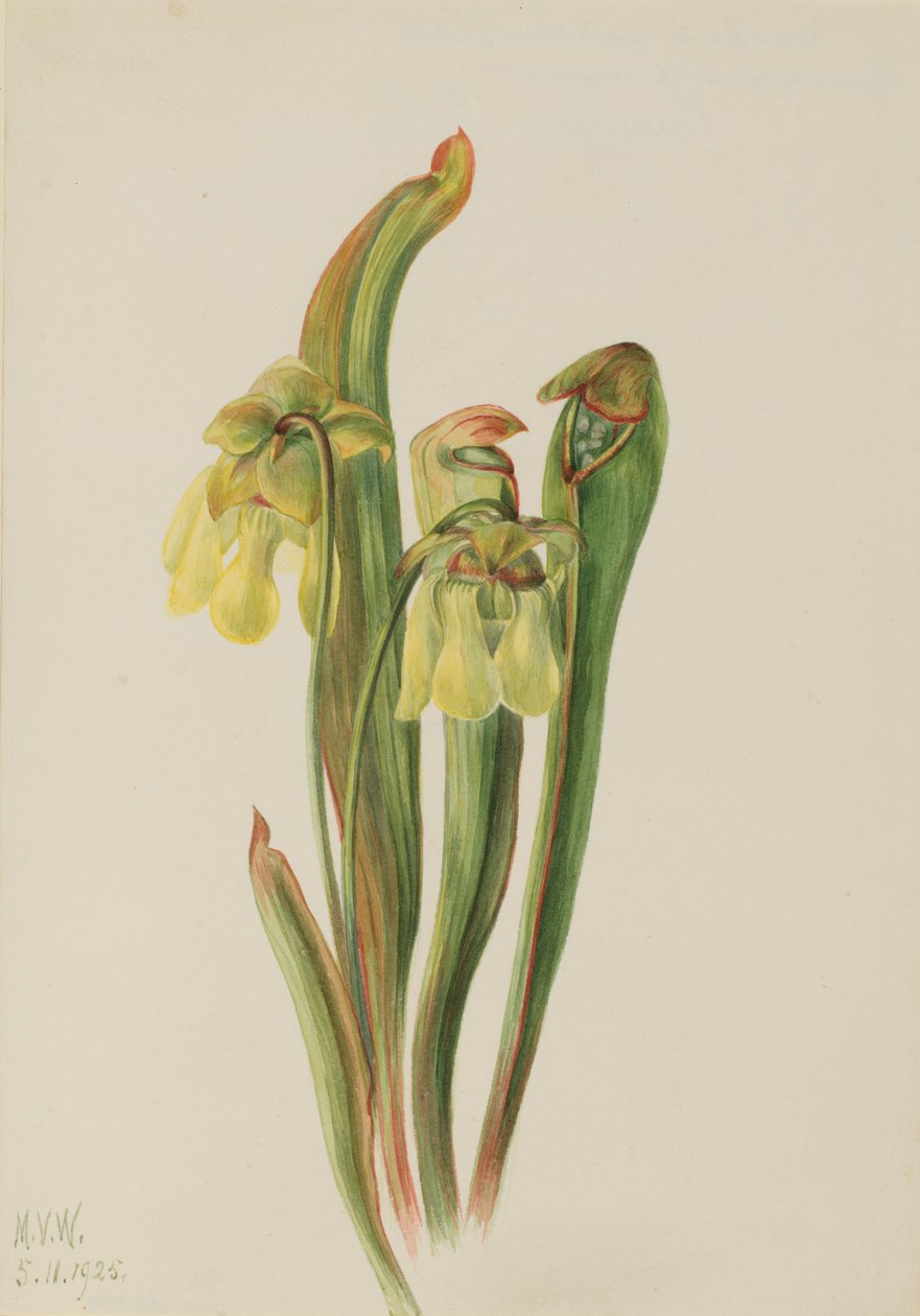 Kapuzinerkannenpflanze (Sarracenia minor) von Mary Vaux Walcott