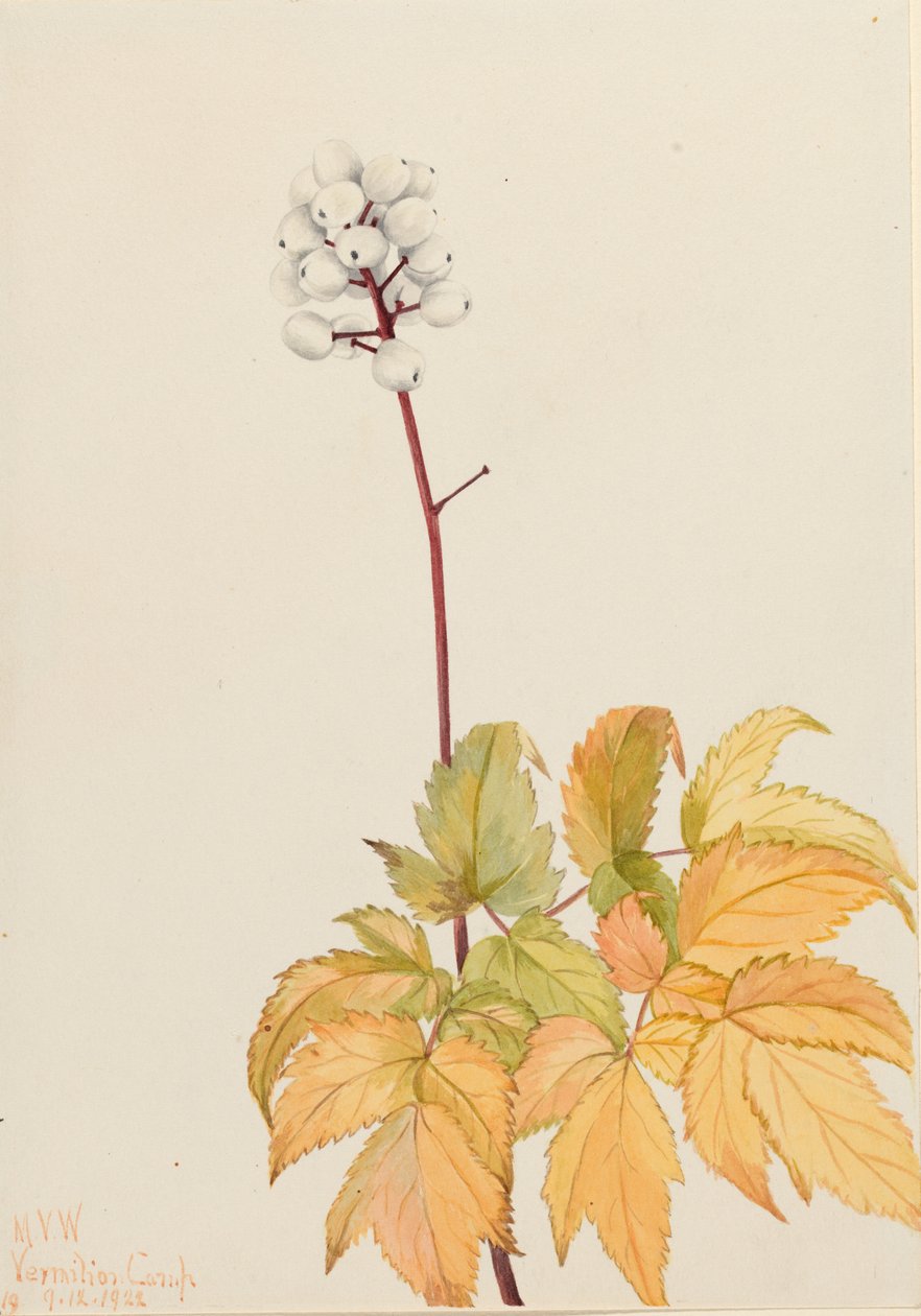 Elfenbein-Baneberry (Actaea arguta) von Mary Vaux Walcott