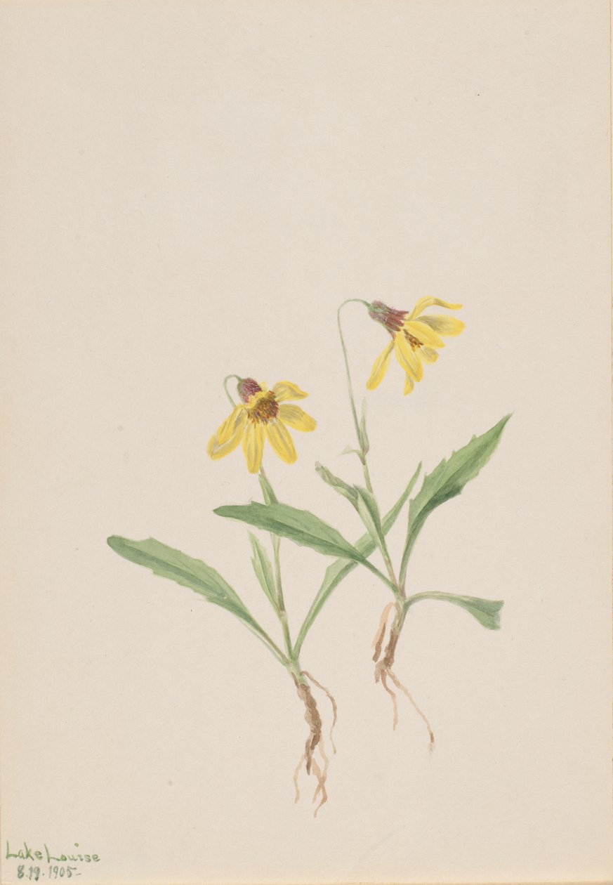Lake Louise Arnica, 1905 von Mary Vaux Walcott