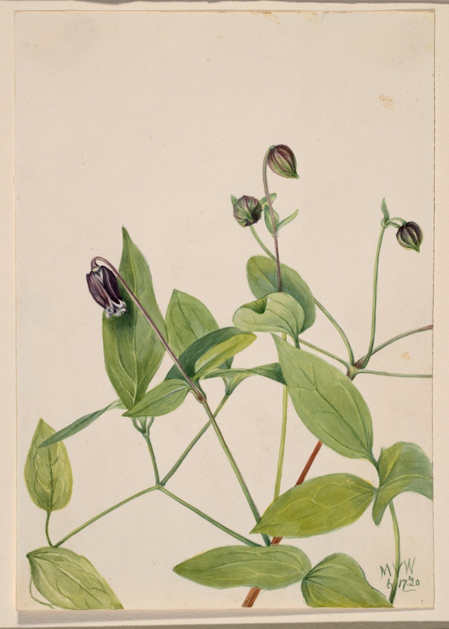 Lederblume Clematis viorna, 1920 von Mary Vaux Walcott