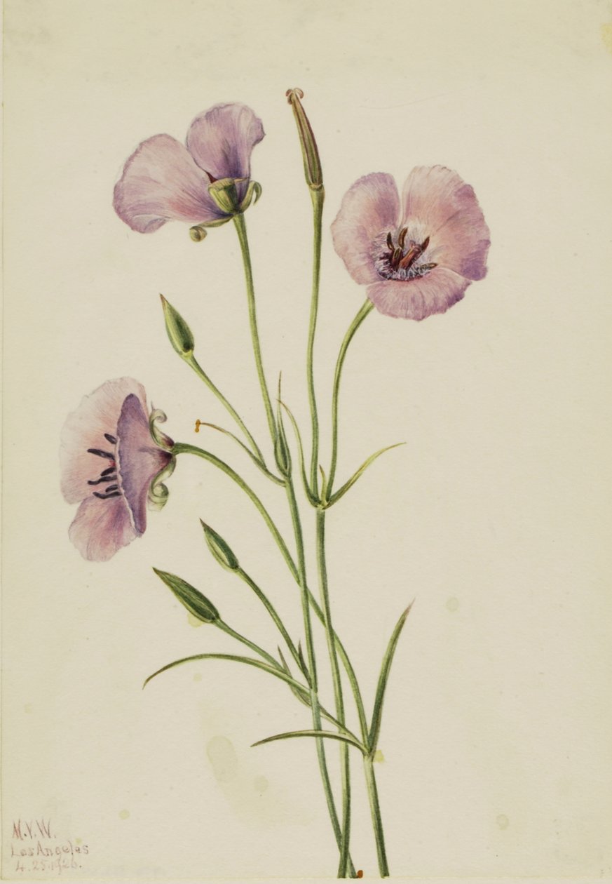 Flieder-Mariposa Calochortus splendens, 1926 von Mary Vaux Walcott