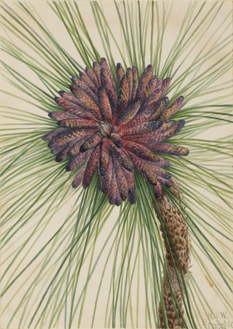 Langblatt-Kiefer Pinus palustris, 1929 von Mary Vaux Walcott