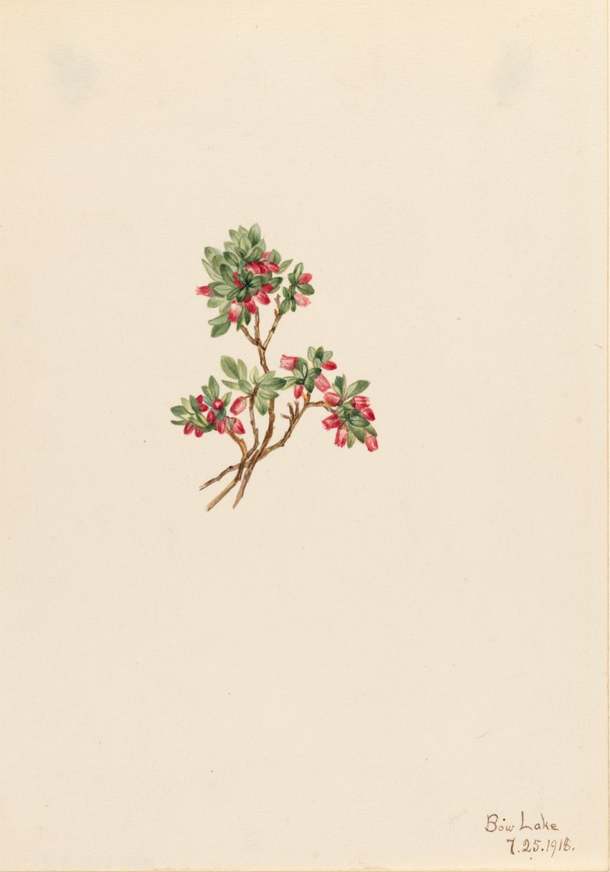 Niedrige Heidelbeere Vaccinium caespitosum, 1918 von Mary Vaux Walcott