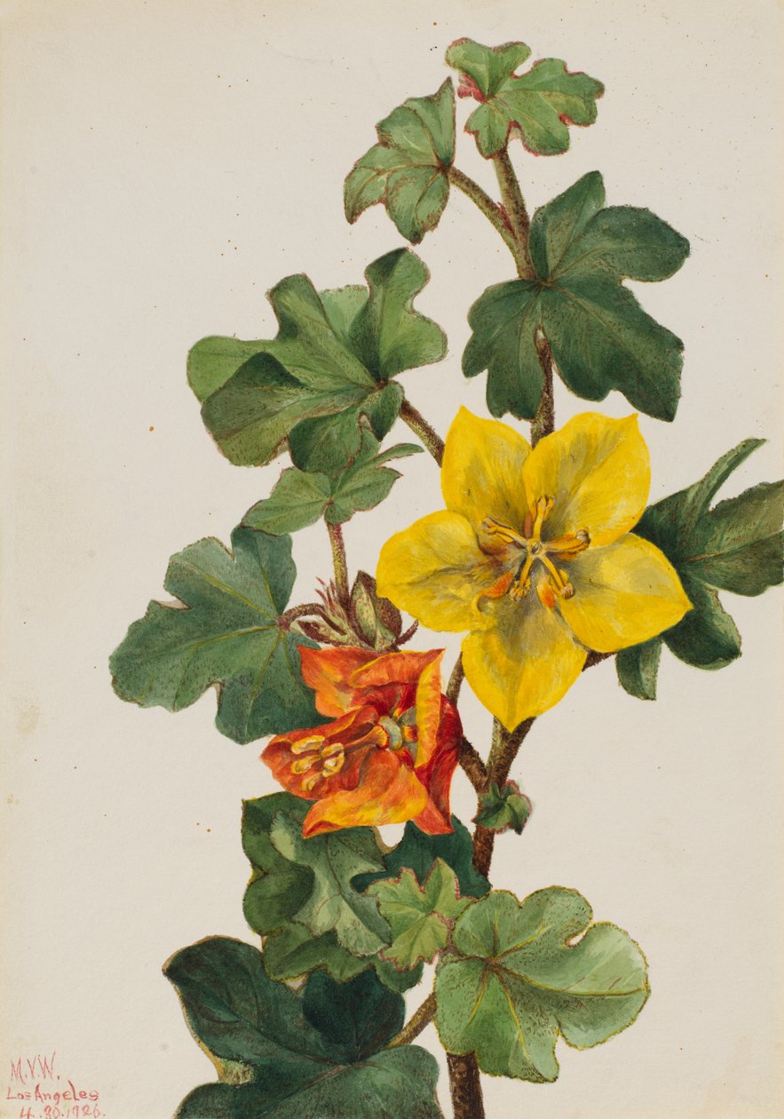 Mexikanische Fremontie Fremontodendron mexicanum, 1926 von Mary Vaux Walcott