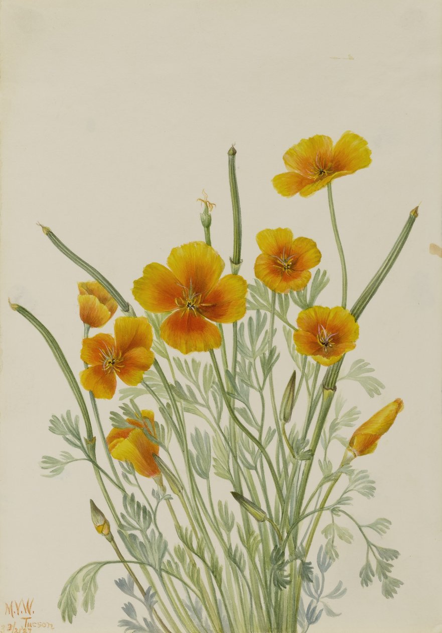 Mexikanischer Mohn (Eschscholtzia mexicana) von Mary Vaux Walcott