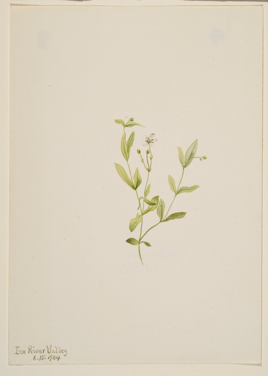 Moehringia laberiflora von Mary Vaux Walcott