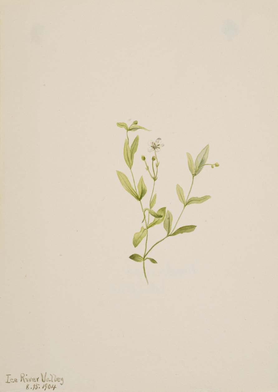 Moehringia laberiflora, 1904 von Mary Vaux Walcott