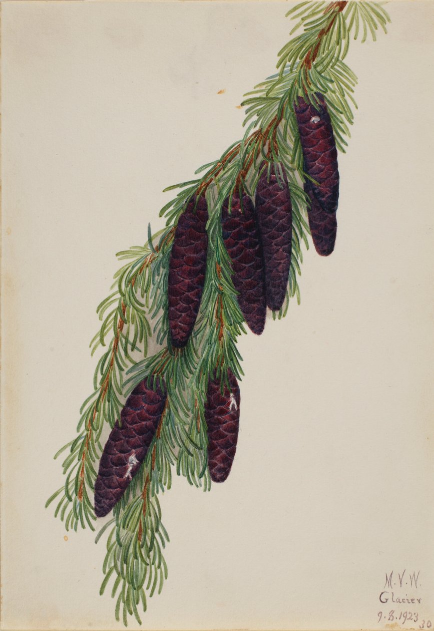 Berg-Hemlocktanne (Tsuga mertensiana) von Mary Vaux Walcott