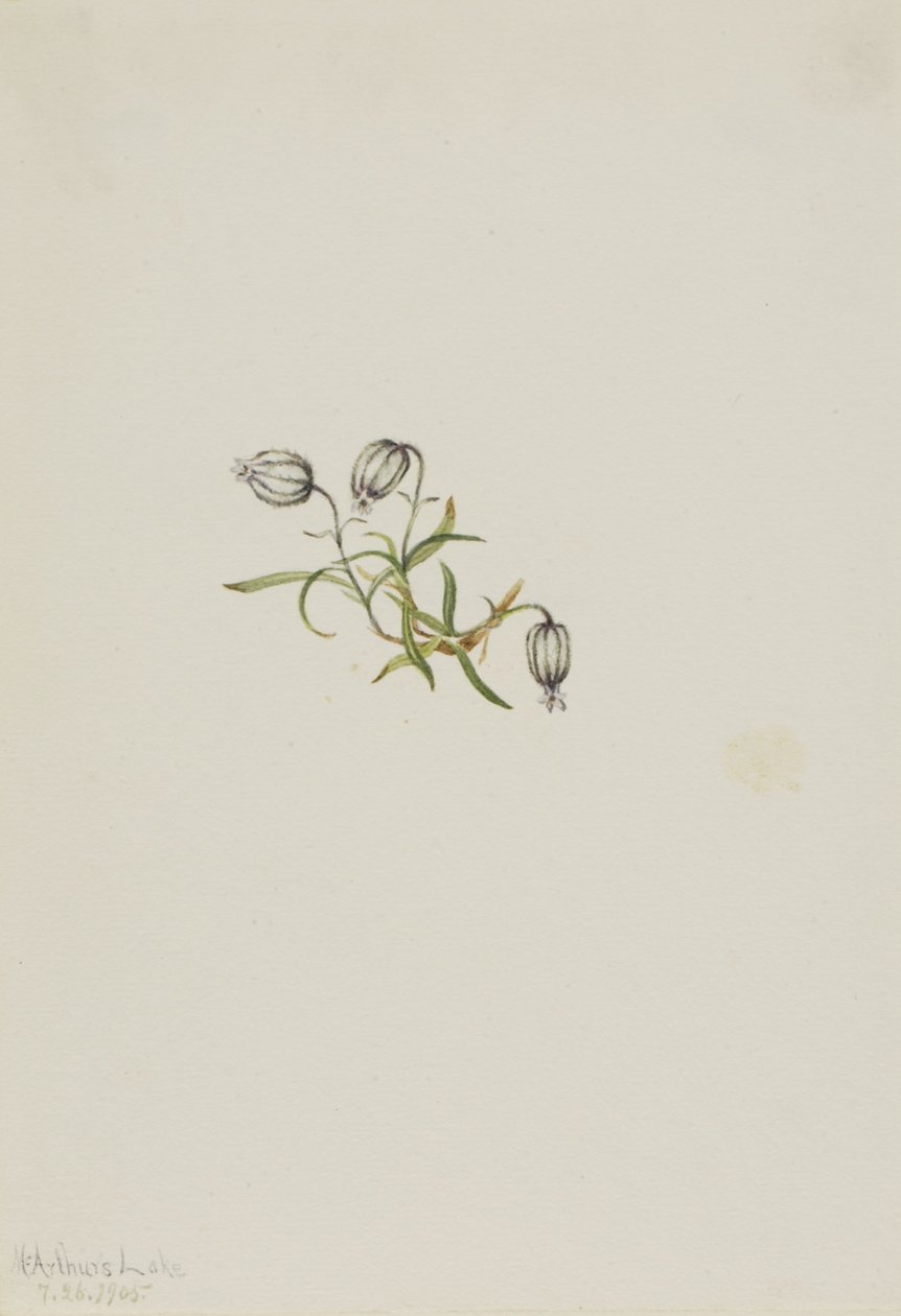 Nickendes Leimkraut (Lychnis apetala) von Mary Vaux Walcott