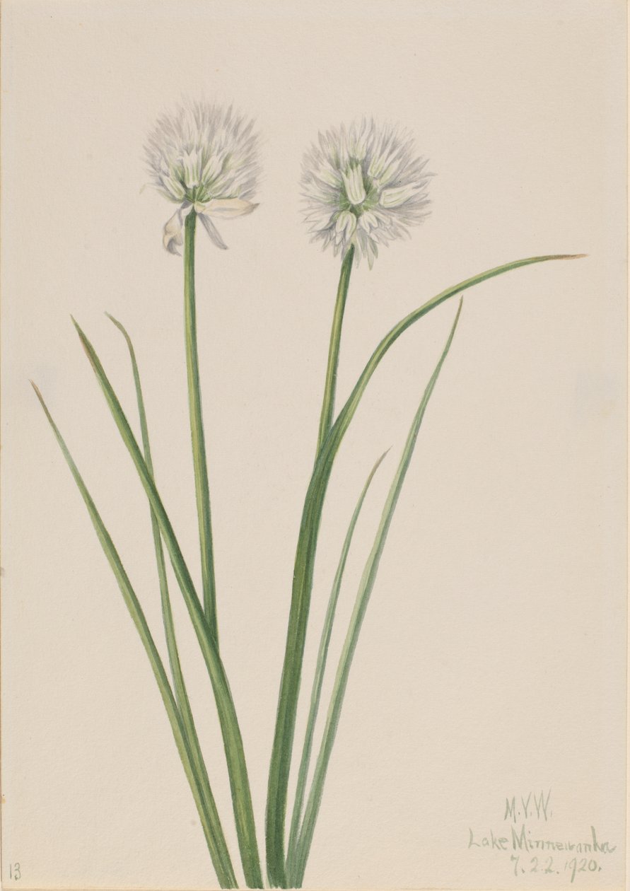 Nördliche Zwiebel Allium sibiricum, 1920 von Mary Vaux Walcott