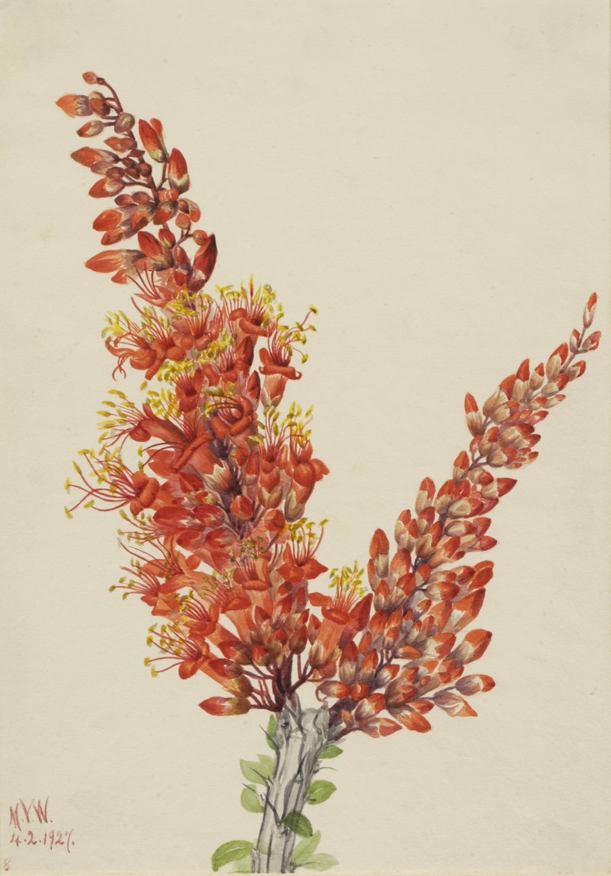 Ocotillo (Fouquieria splendens) von Mary Vaux Walcott
