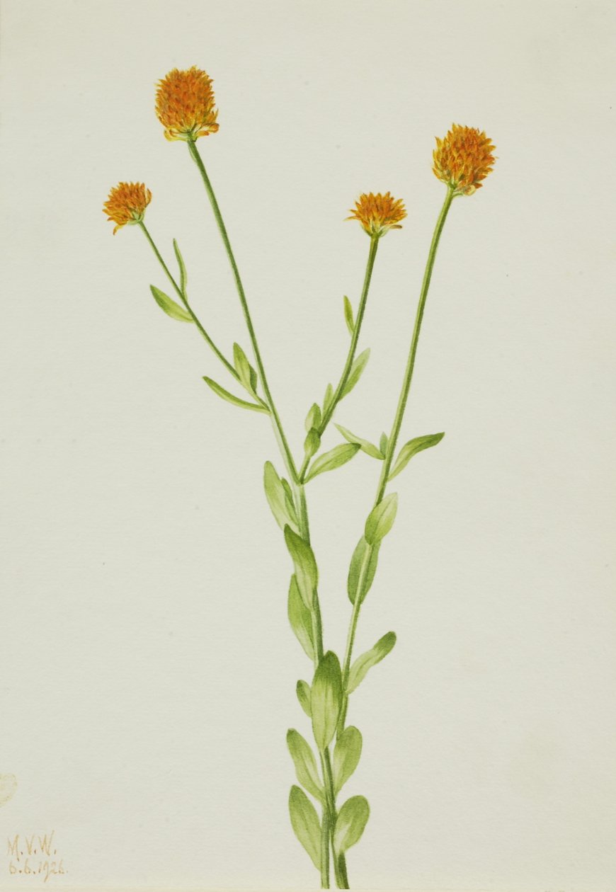 Orange Polygala (Polygala lutea) von Mary Vaux Walcott