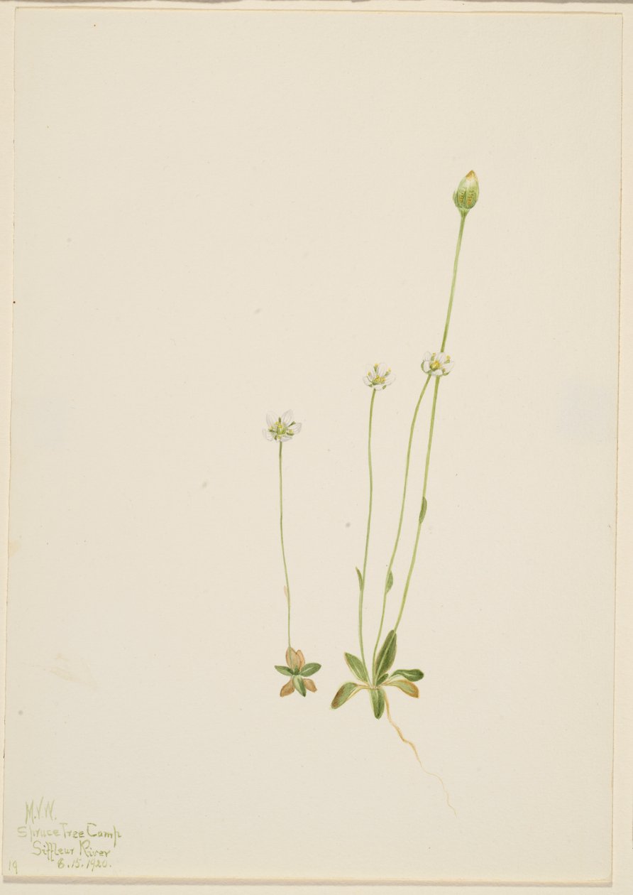 Oxytropis aepicola von Mary Vaux Walcott