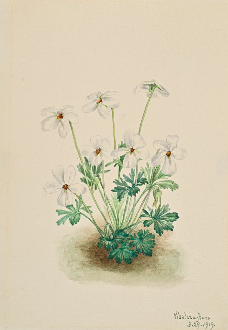 Stiefmütterchen Viola pedata, 1919 von Mary Vaux Walcott
