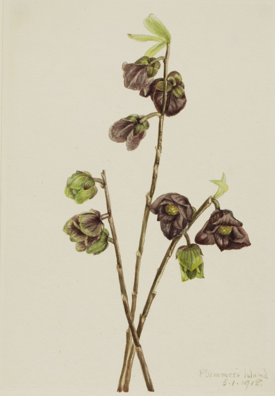 Papaw Asimina triloba, 1918 von Mary Vaux Walcott
