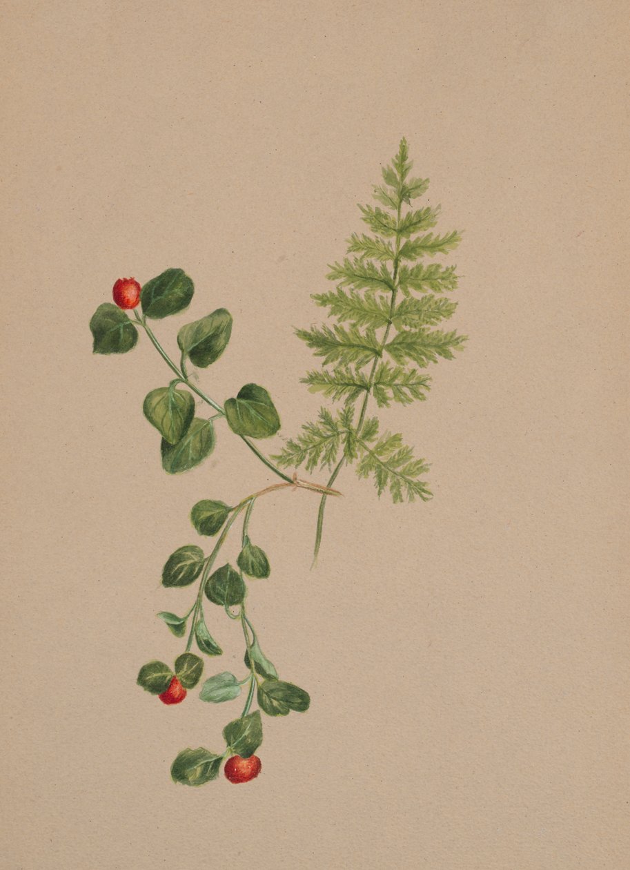 Partridgeberry Mitchella repens, ca. 1883 von Mary Vaux Walcott