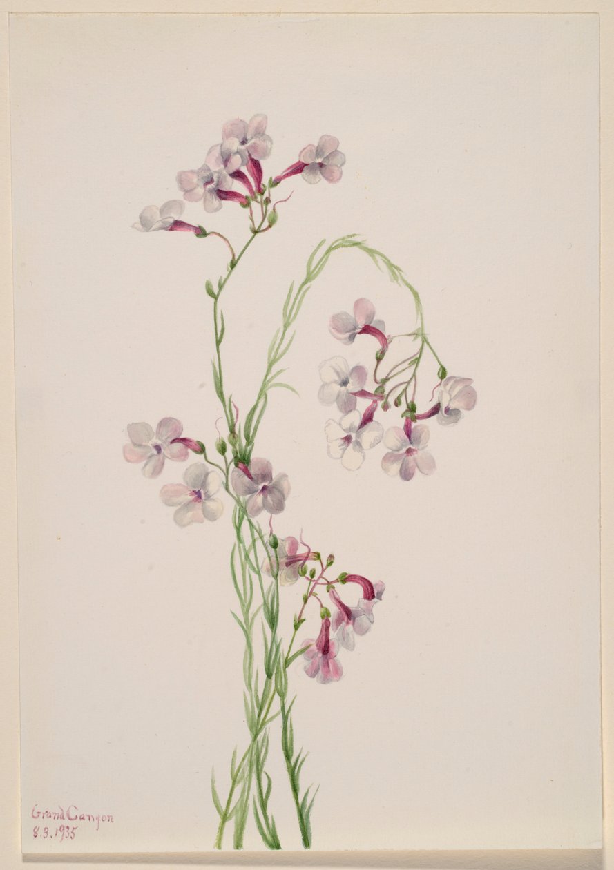 Pentstemon ambiguus von Mary Vaux Walcott