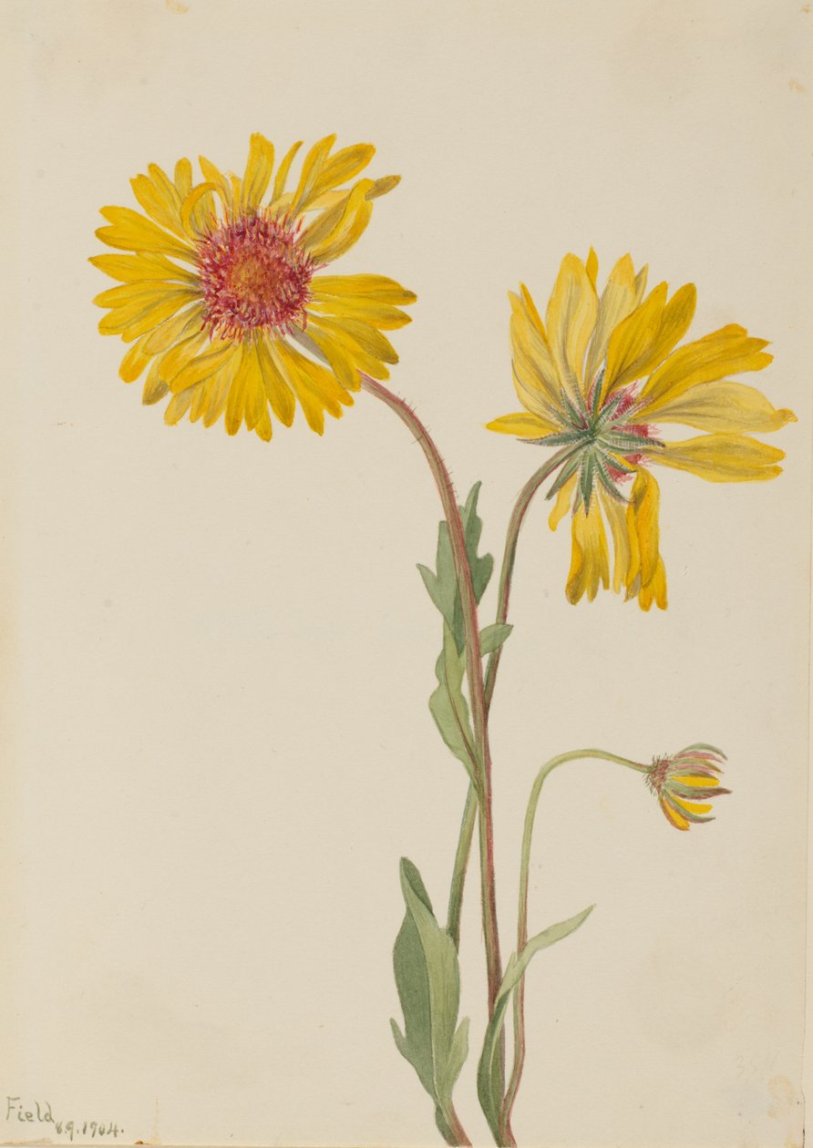 Mehrjährige Gaillardia Gaillardia aristata, 1904 von Mary Vaux Walcott