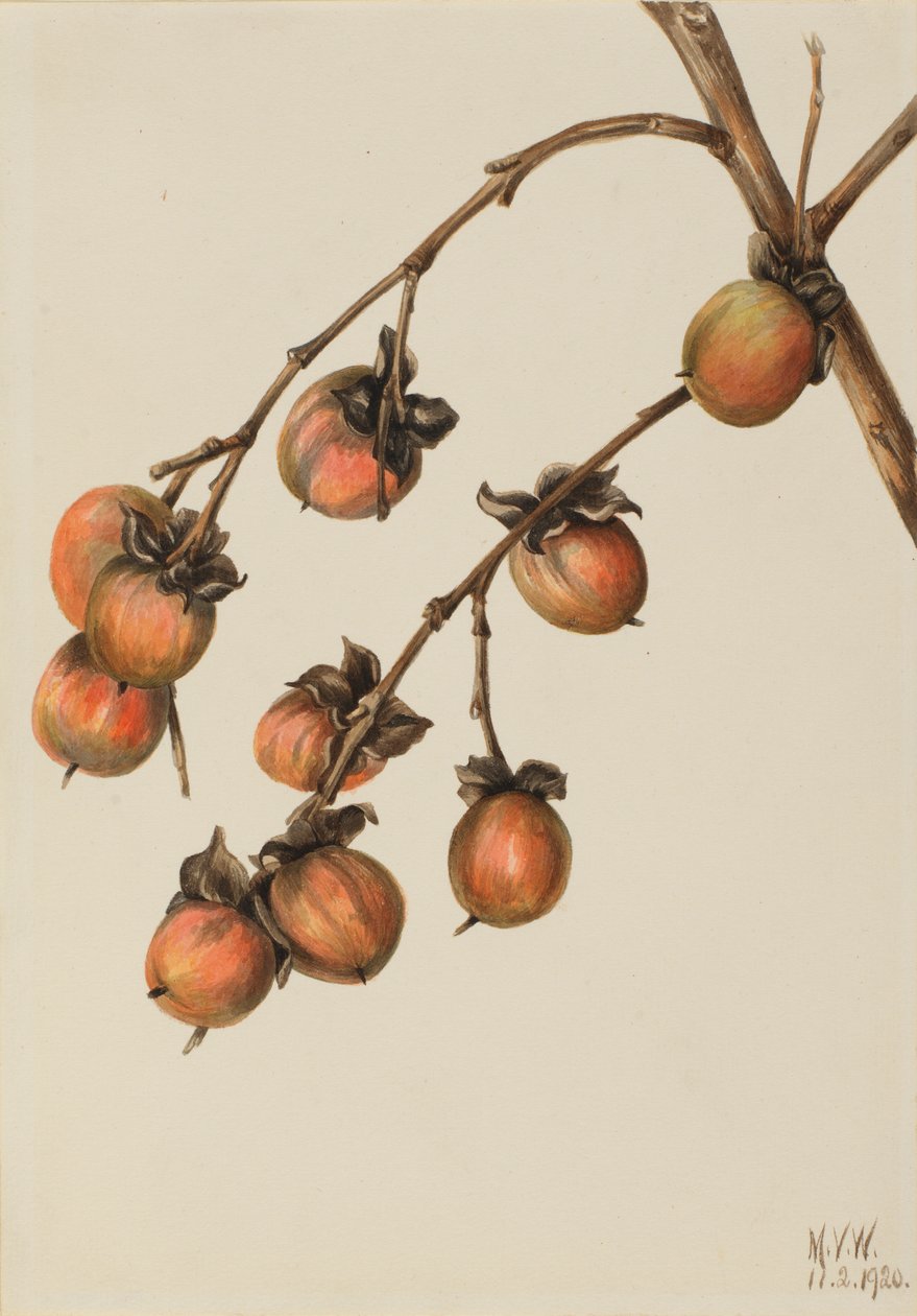 Persimone (Diospyros virginiana) von Mary Vaux Walcott