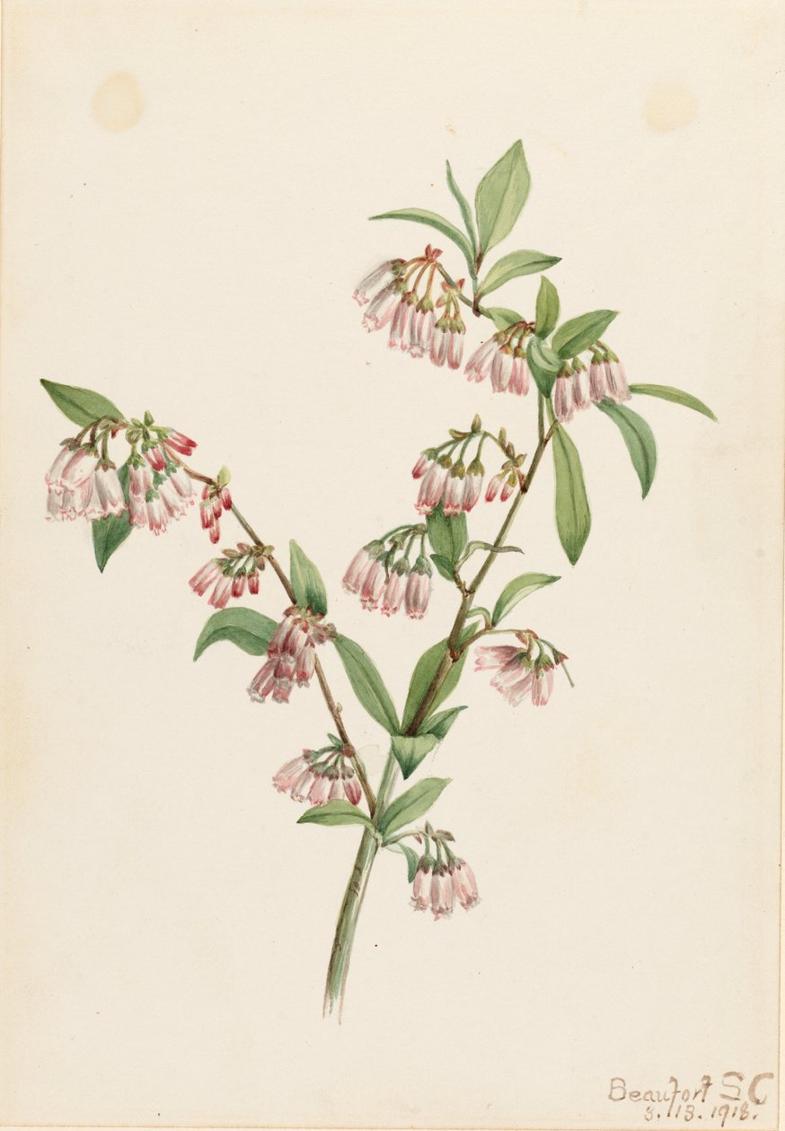 Kiefernwald-Blaubeere (Vaccinium tenellum) von Mary Vaux Walcott