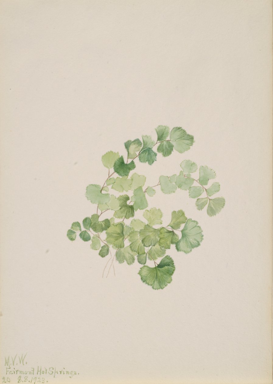 Puccoon Lithospermum ruderale, 1923 von Mary Vaux Walcott