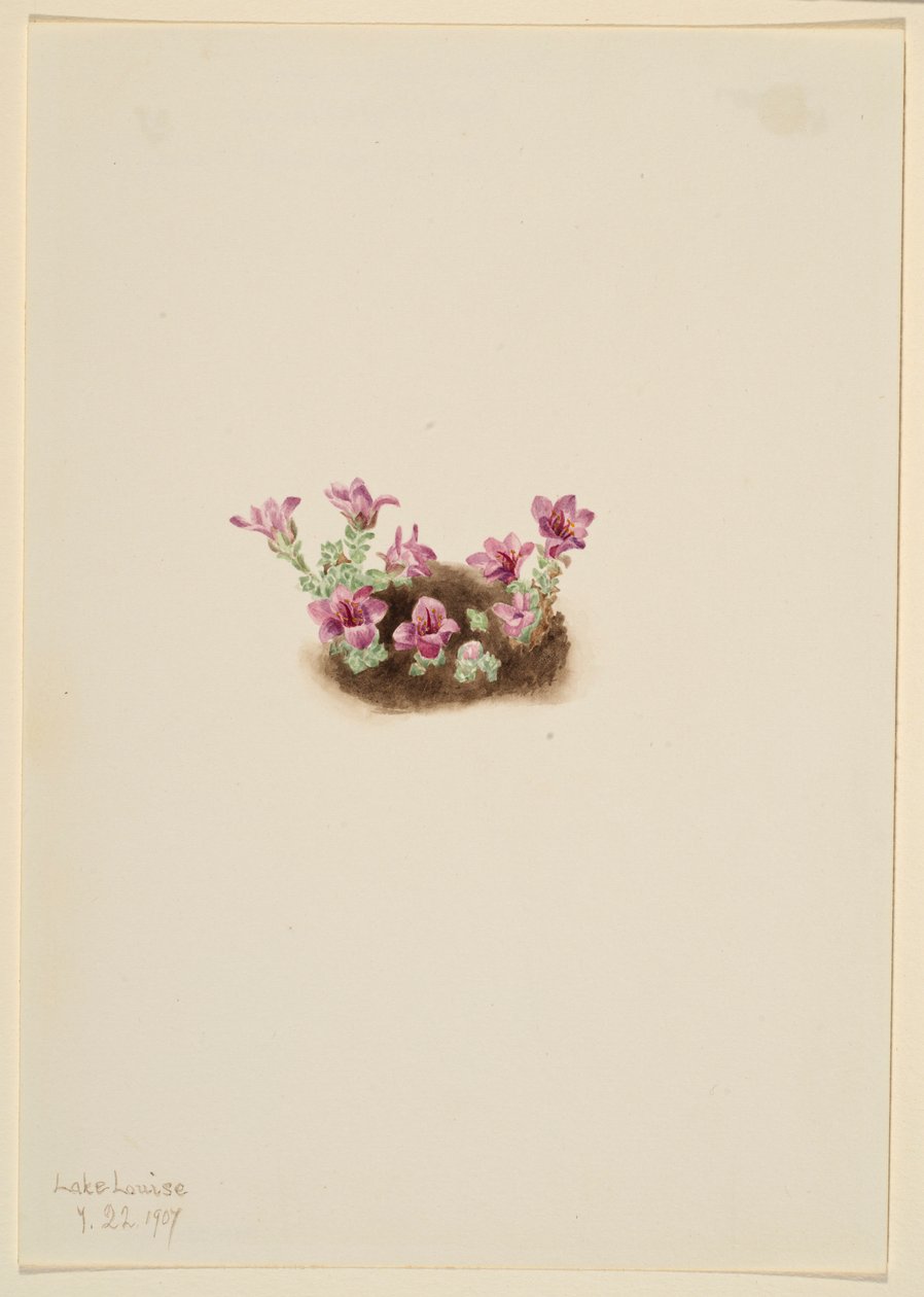 Purpur-Steinbrech (Saxifrage oppositifolia) von Mary Vaux Walcott