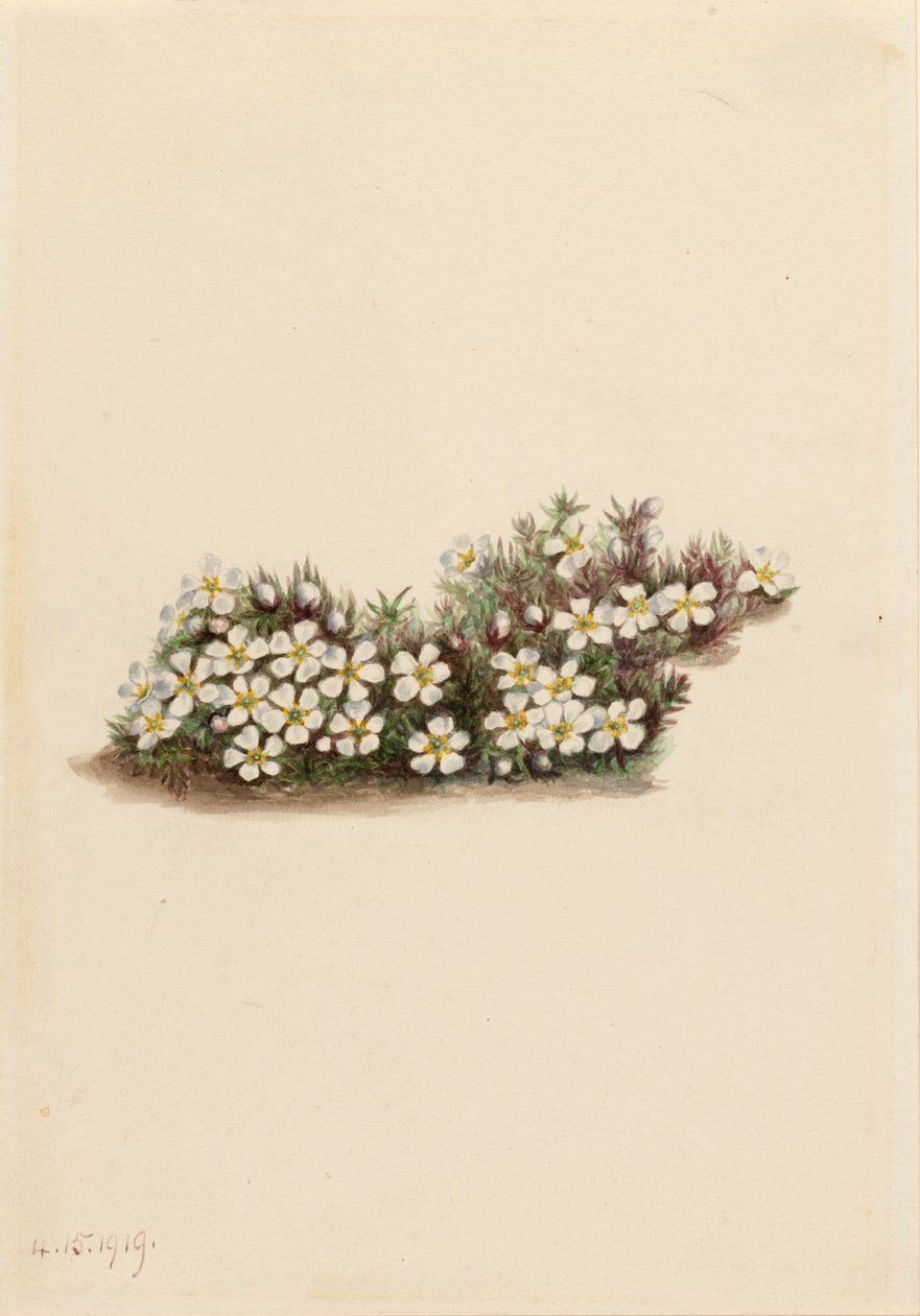 Pyxie (Pyxidanthera barbulata) von Mary Vaux Walcott