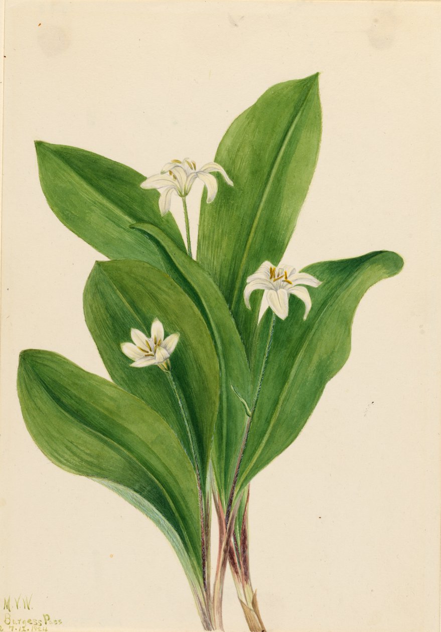 Queencup (Clintonia uniflora) von Mary Vaux Walcott