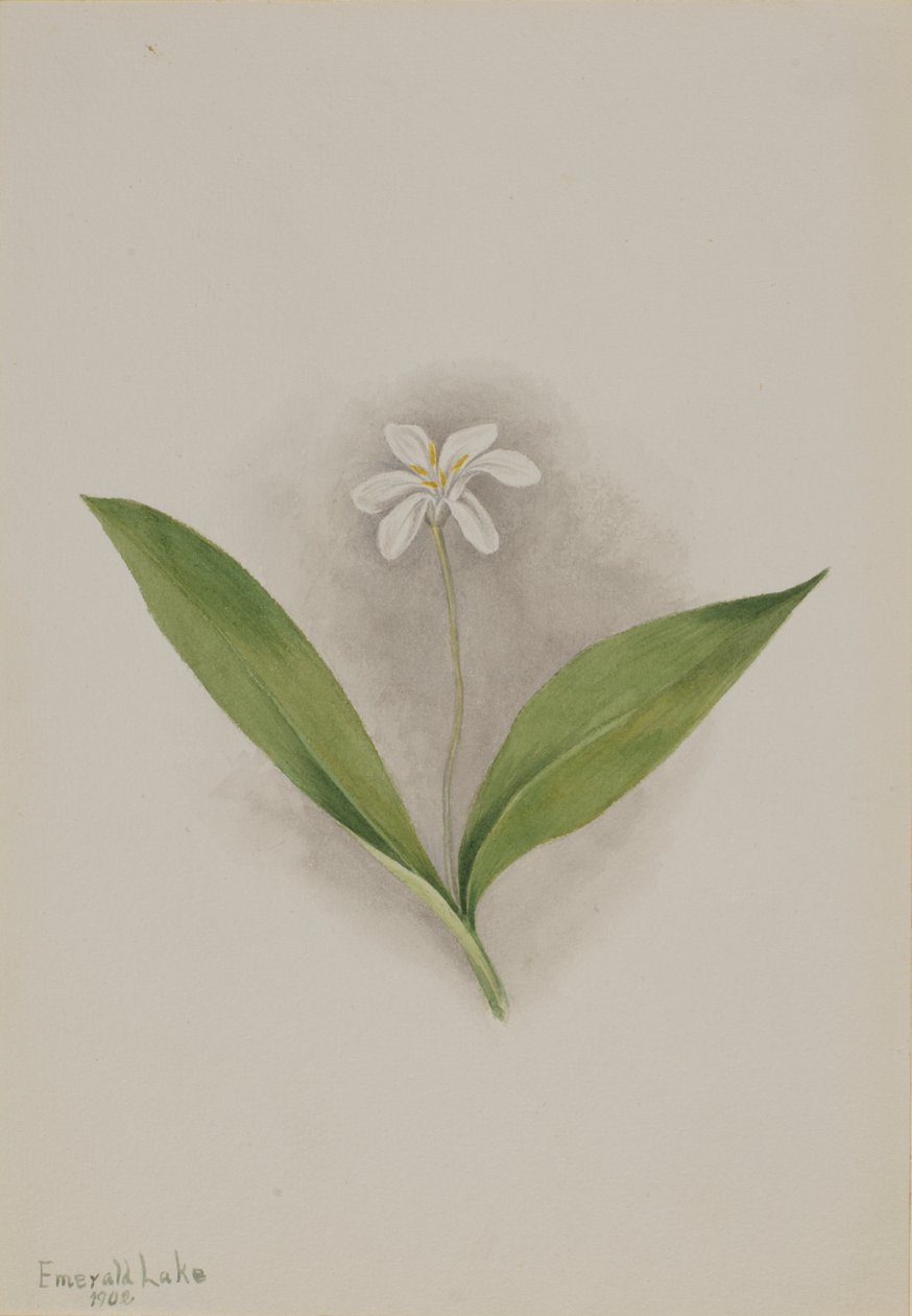 Queencup (Clintonia uniflora) von Mary Vaux Walcott