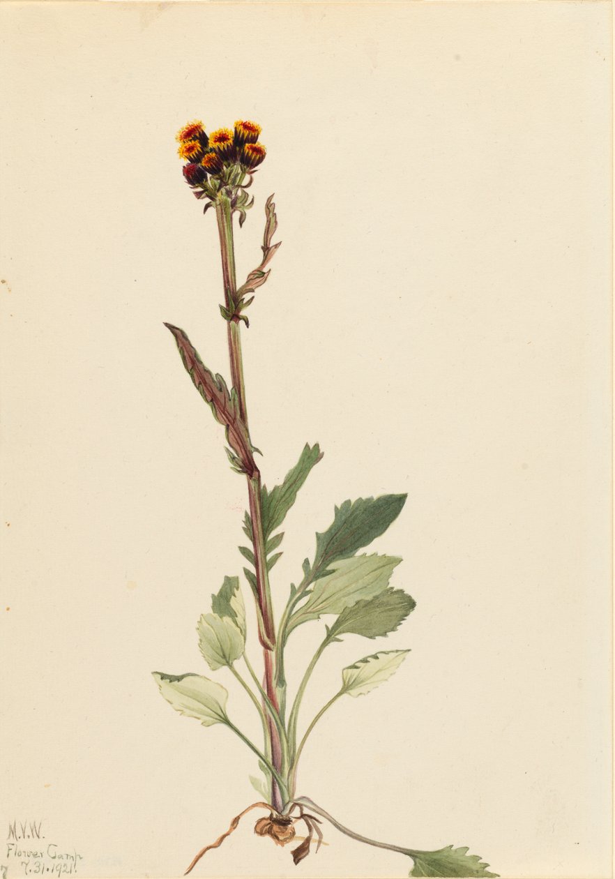 Strahlenlose Greiskraut Senecio pauciflorus, 1921 von Mary Vaux Walcott