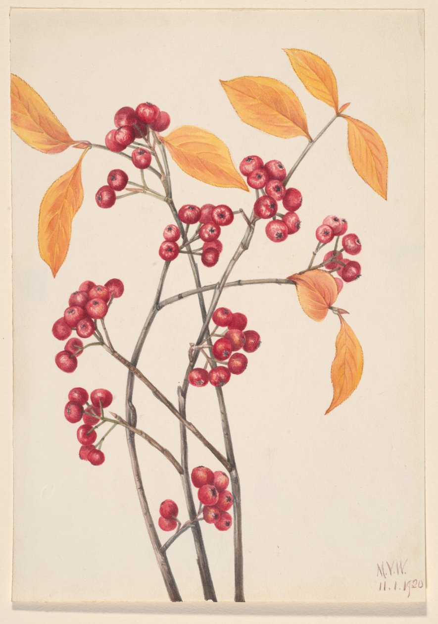 Rote Apfelbeere Aronia arbutifolia, 1920 von Mary Vaux Walcott